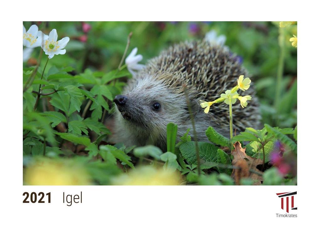 Igel 2021 - Timokrates Kalender, Tischkalender, Bildkalender - DIN A5 (21 x 15 cm).pdf