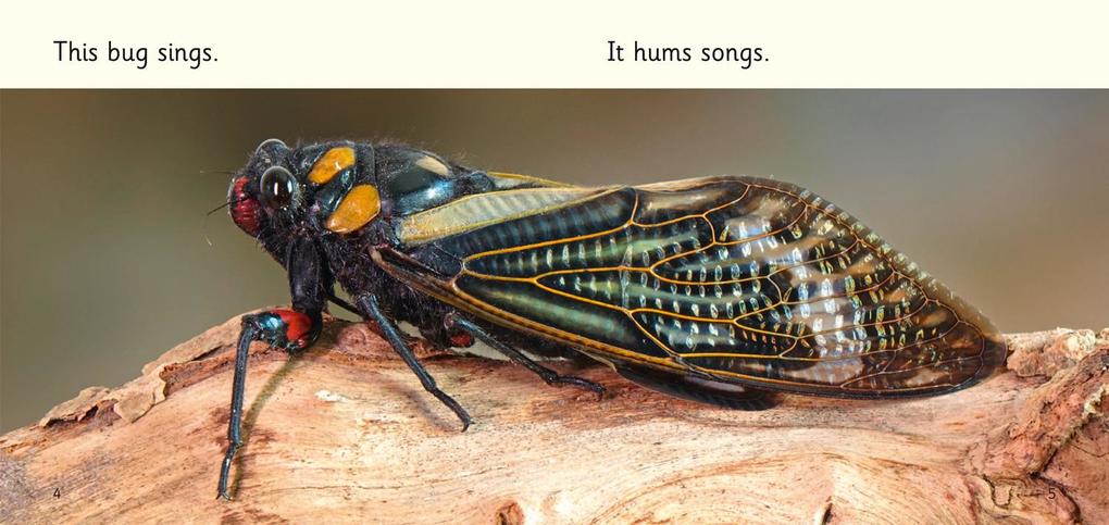 Weitere Ansicht: Buzz, Hop, Zip! | Samantha Montgomerie