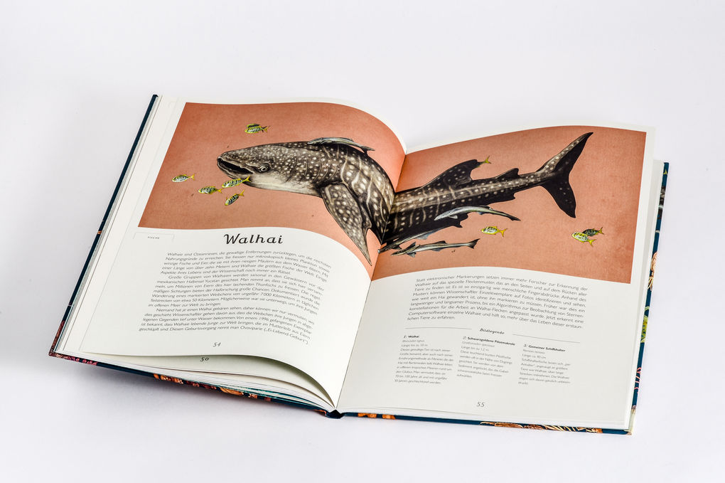 Weitere Ansicht: Das Museum des Meeres | Loveday Trinick, Teagan White