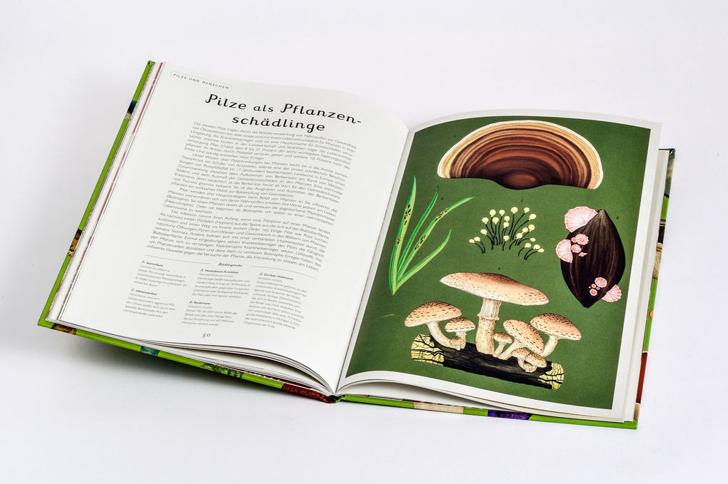 Weitere Ansicht: Das Museum der Pilze | Ester Gaya, Katie Scott
