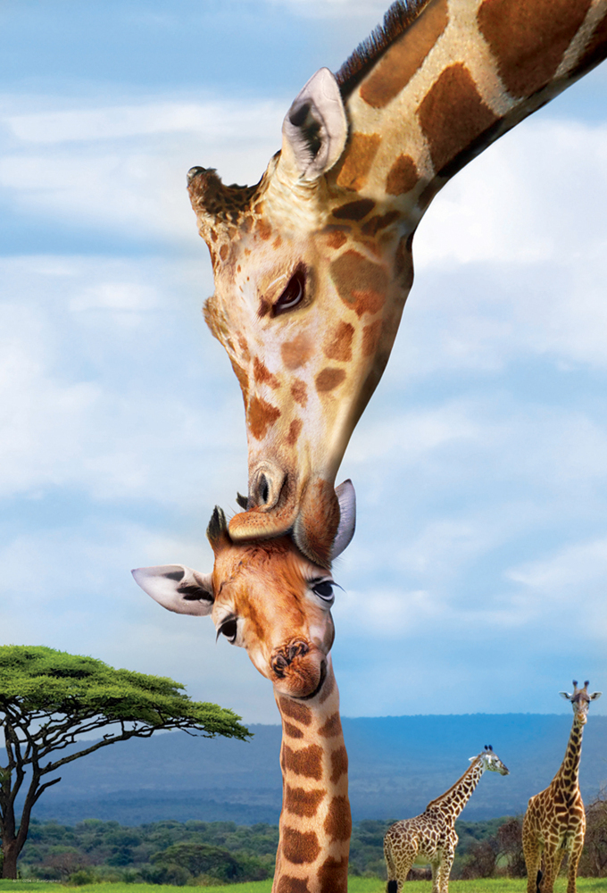 Weitere Ansicht: Giraffenmutterkuss (Puzzle)