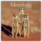 Meerkats - Erdmännchen 2022 - 16-Monatskalender