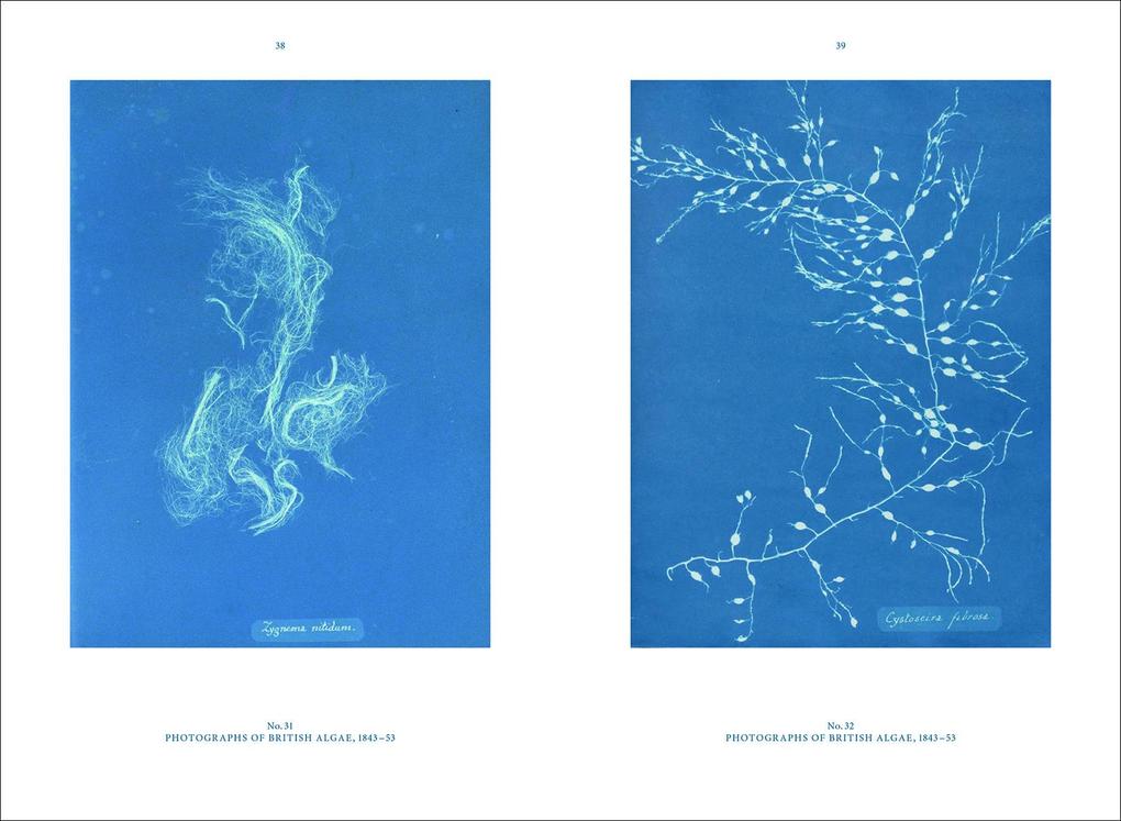 Weitere Ansicht: Anna Atkins | Rolf Sachsse