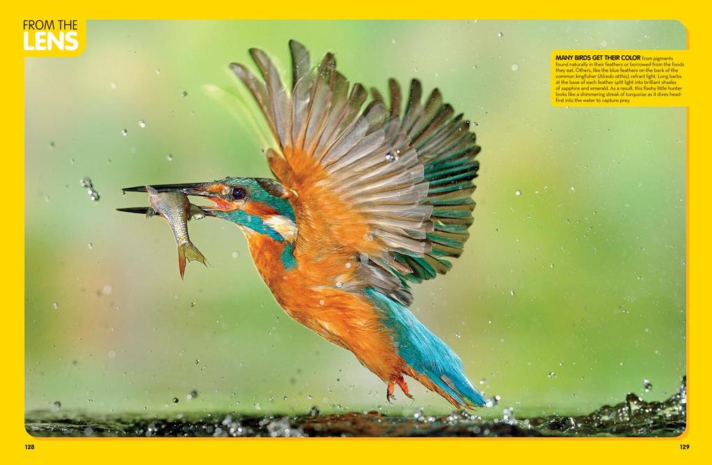 Weitere Ansicht: National Geographic Kids Animal Encyclopedia, 2nd Edition | National Geographic