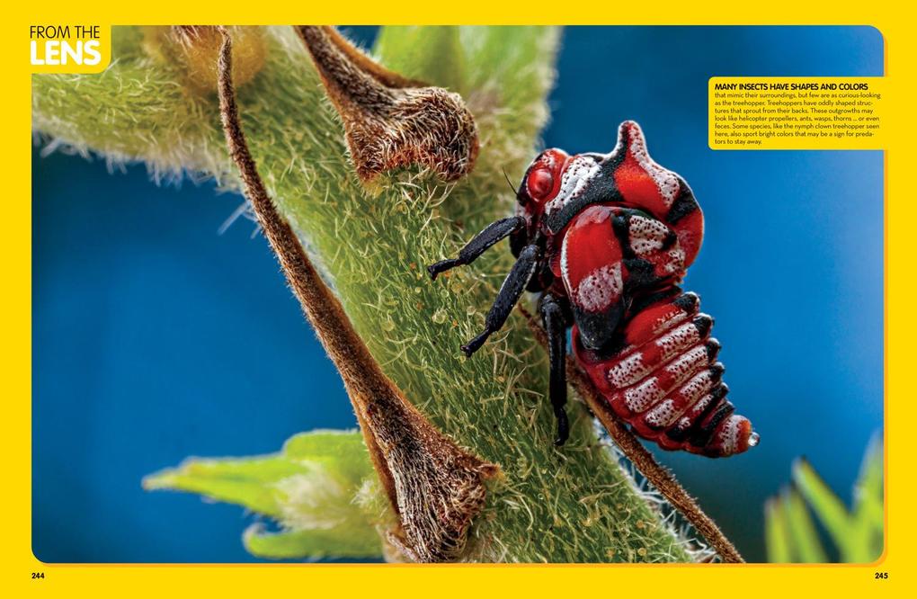 Weitere Ansicht: National Geographic Kids Animal Encyclopedia, 2nd Edition | National Geographic