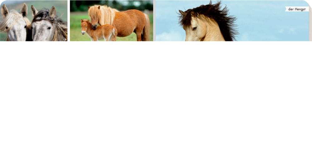 Weitere Ansicht: Meine liebsten Tiere