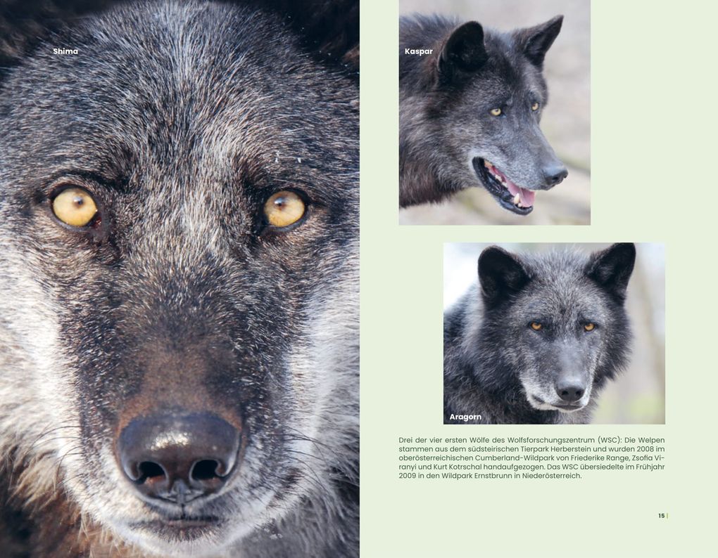 Weitere Ansicht: Der Wolf und wir | Kurt Kotrschal, Kurt Univ.prof. Kotrschal