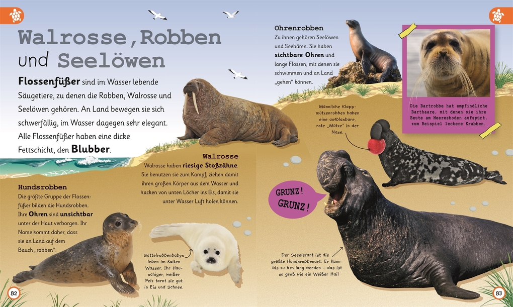 Weitere Ansicht: Wissen für Vorschulkids. Was weißt du über Ozeane? | Ben Hubbard, Andrea Mills