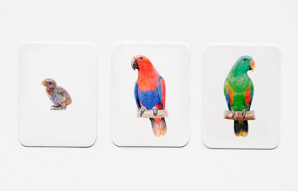 Weitere Ansicht: Tierfamilien-Memo | Mike Unwin, Ryuto Miyake