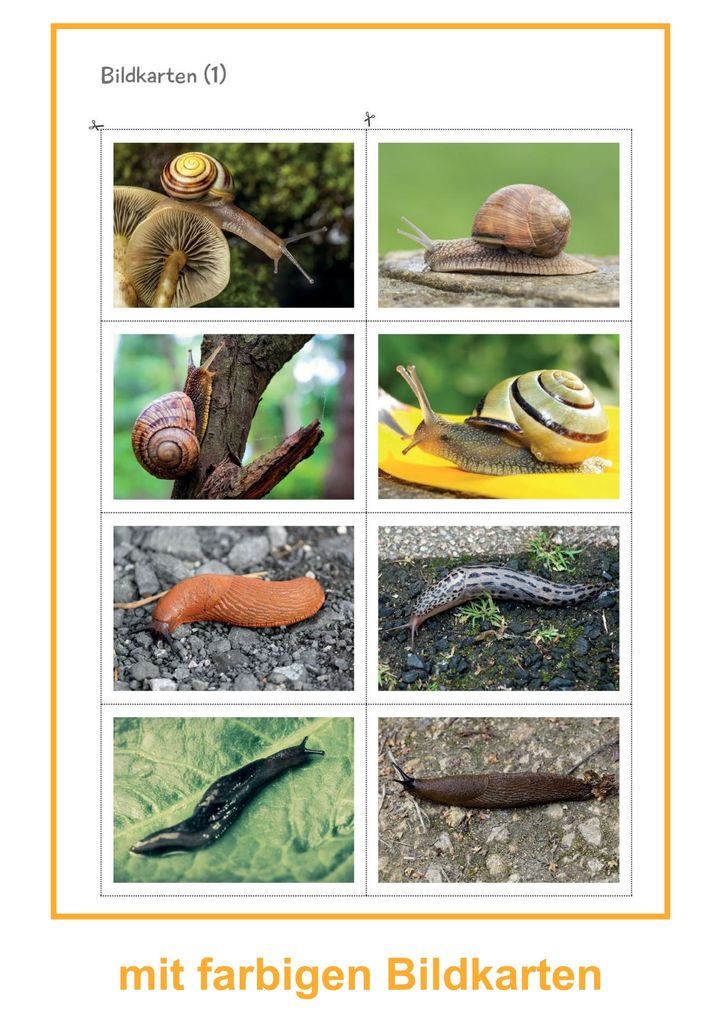 Weitere Ansicht: Schnecken | Svenja Ernsten