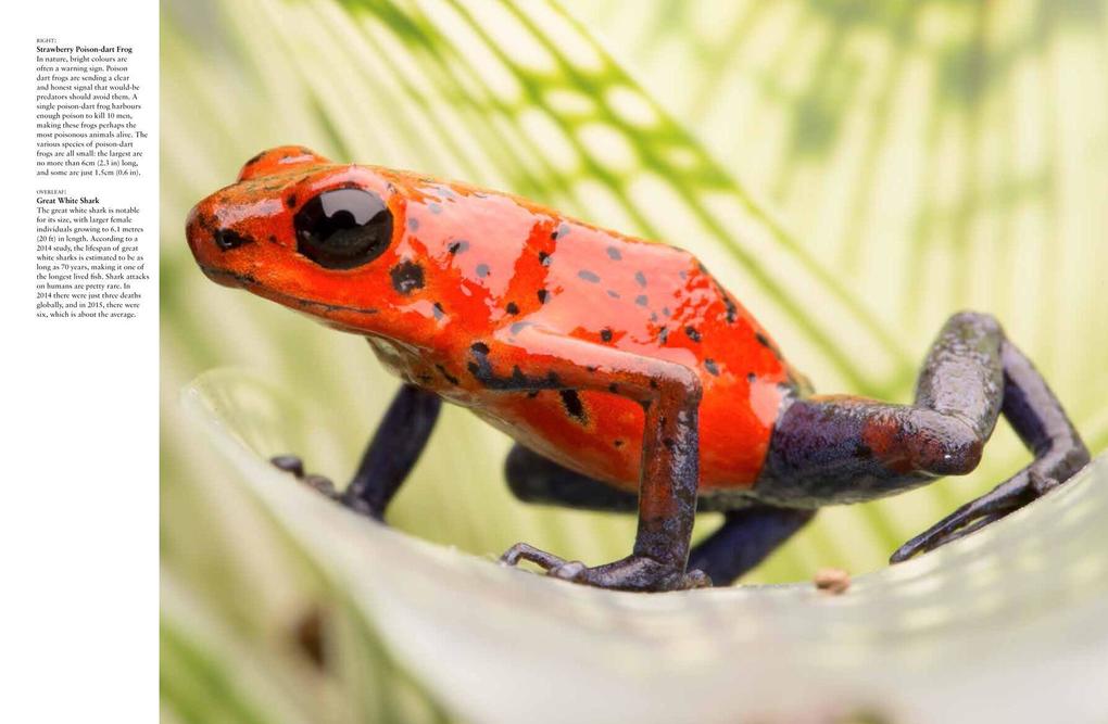 Weitere Ansicht: Dangerous Animals | Barry Madden