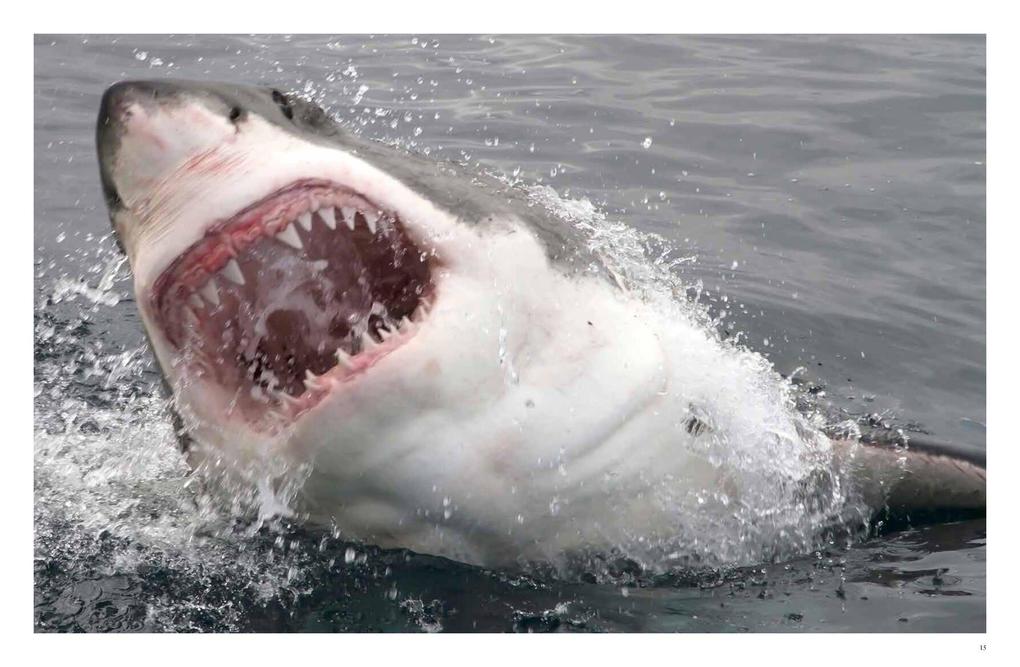 Weitere Ansicht: Dangerous Animals | Barry Madden