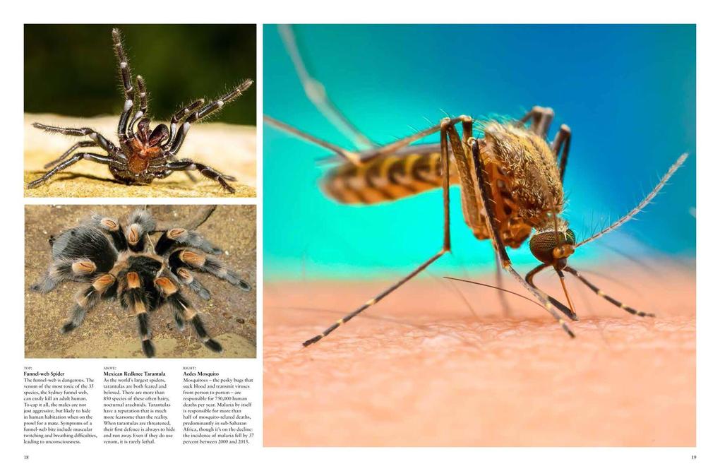 Weitere Ansicht: Dangerous Animals | Barry Madden