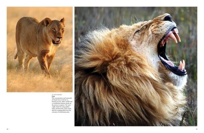 Weitere Ansicht: Dangerous Animals | Barry Madden
