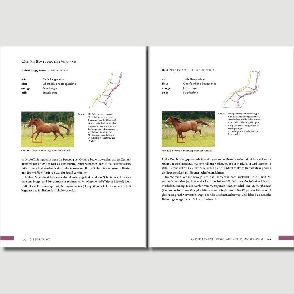 Weitere Ansicht: Hufwerk | Kati Jurth