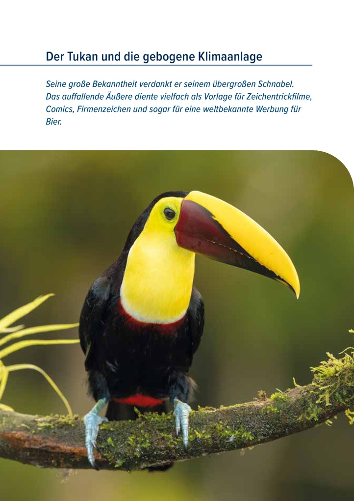 Weitere Ansicht: Der Rabe und der schlechte Leumund | Josef Schöchl