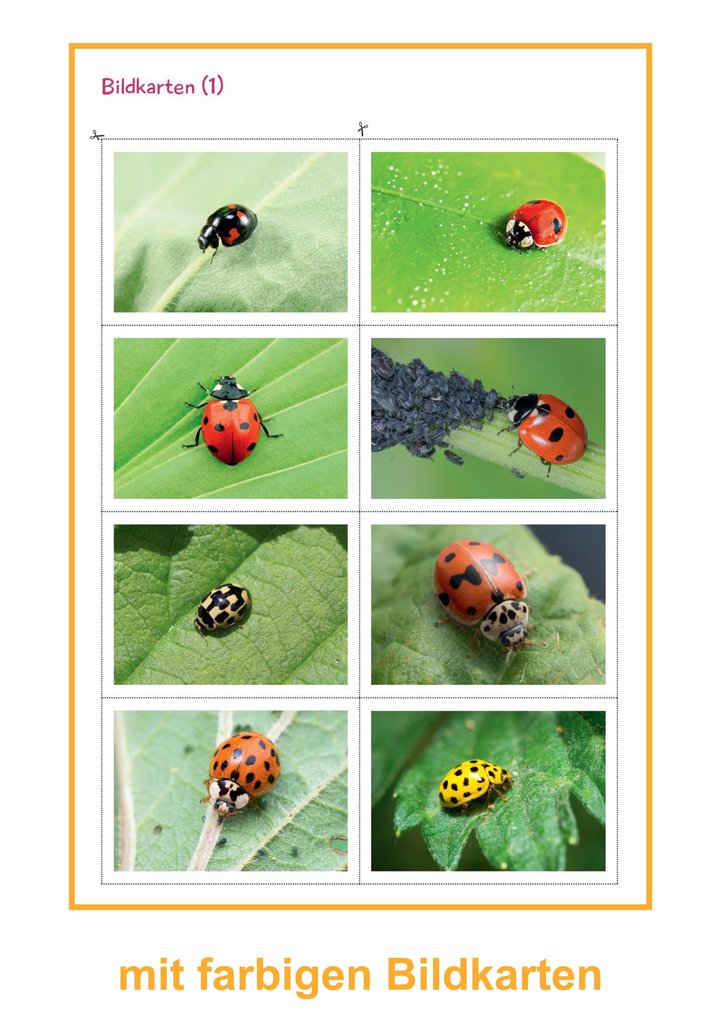 Weitere Ansicht: Marienkäfer | Svenja Ernsten