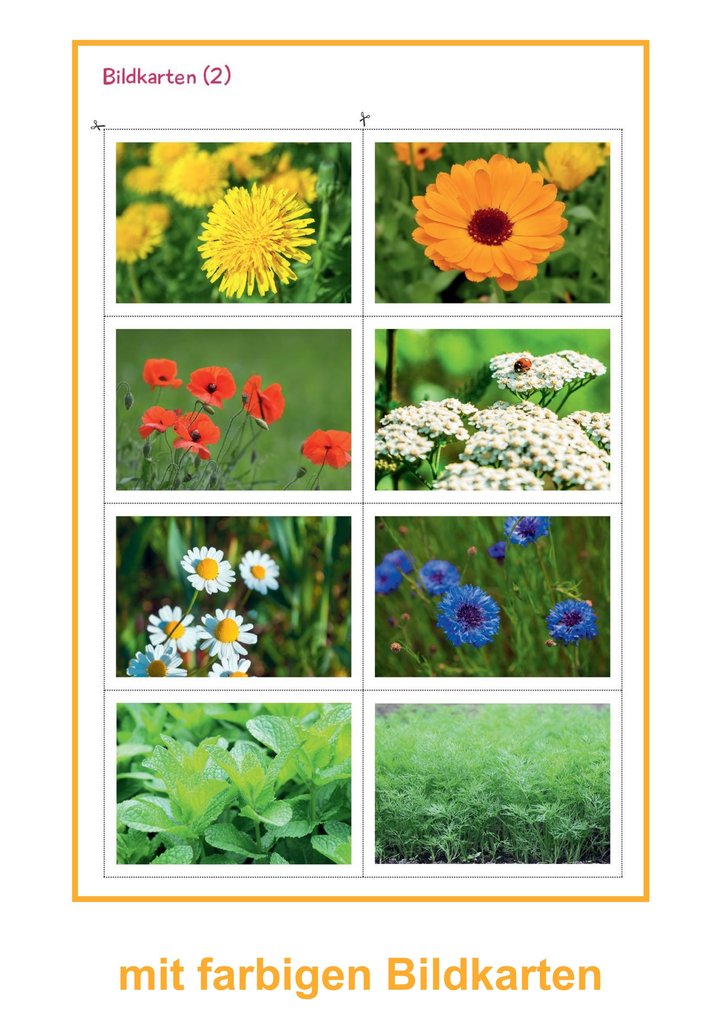 Weitere Ansicht: Marienkäfer | Svenja Ernsten