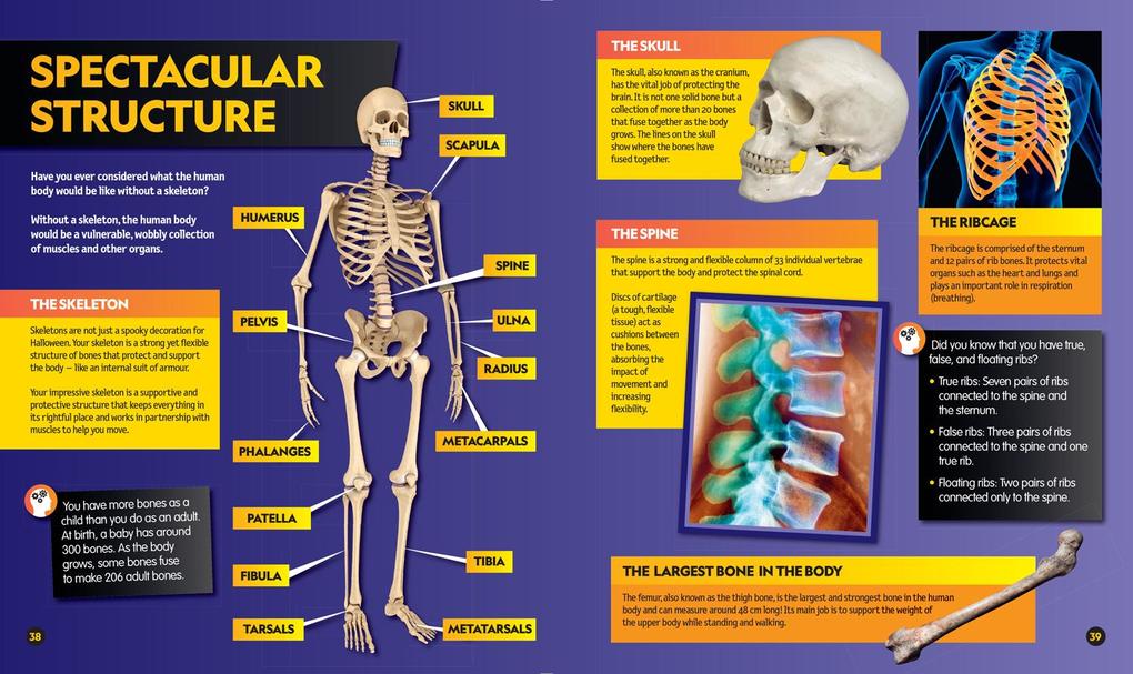 Weitere Ansicht: Everything: Human Body | National Geographic Kids