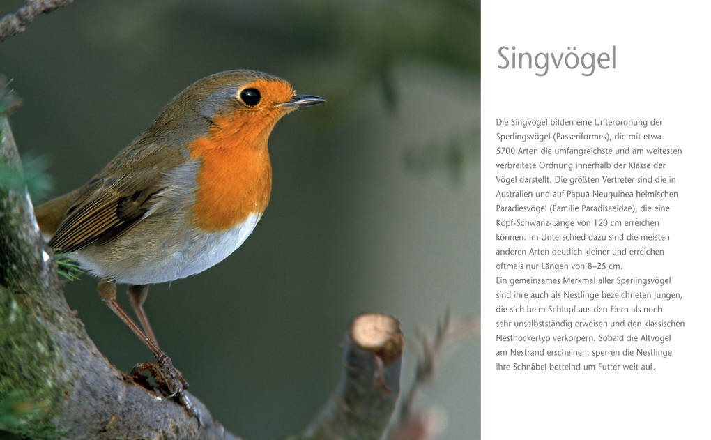 Weitere Ansicht: Vögel zu Gast im Garten - Beobachten, bestimmen, schützen. | Axel Gutjahr