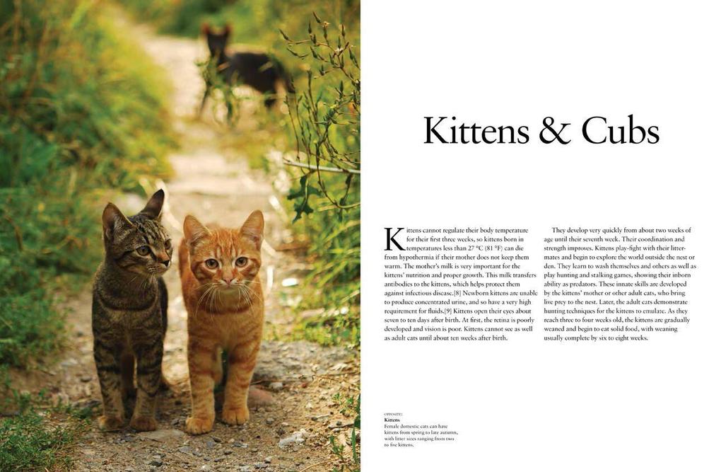 Weitere Ansicht: Cats | Julianna Photopoulos