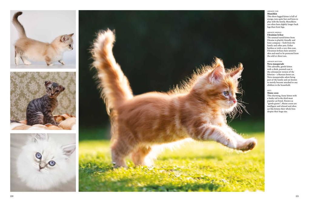 Weitere Ansicht: Cats | Julianna Photopoulos