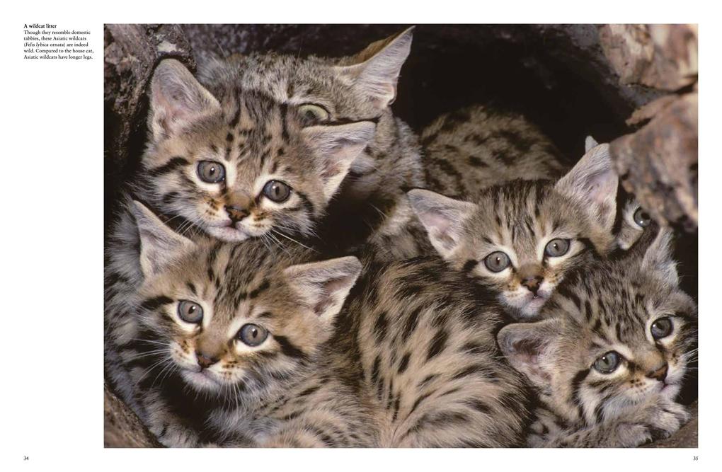 Weitere Ansicht: Cats | Julianna Photopoulos