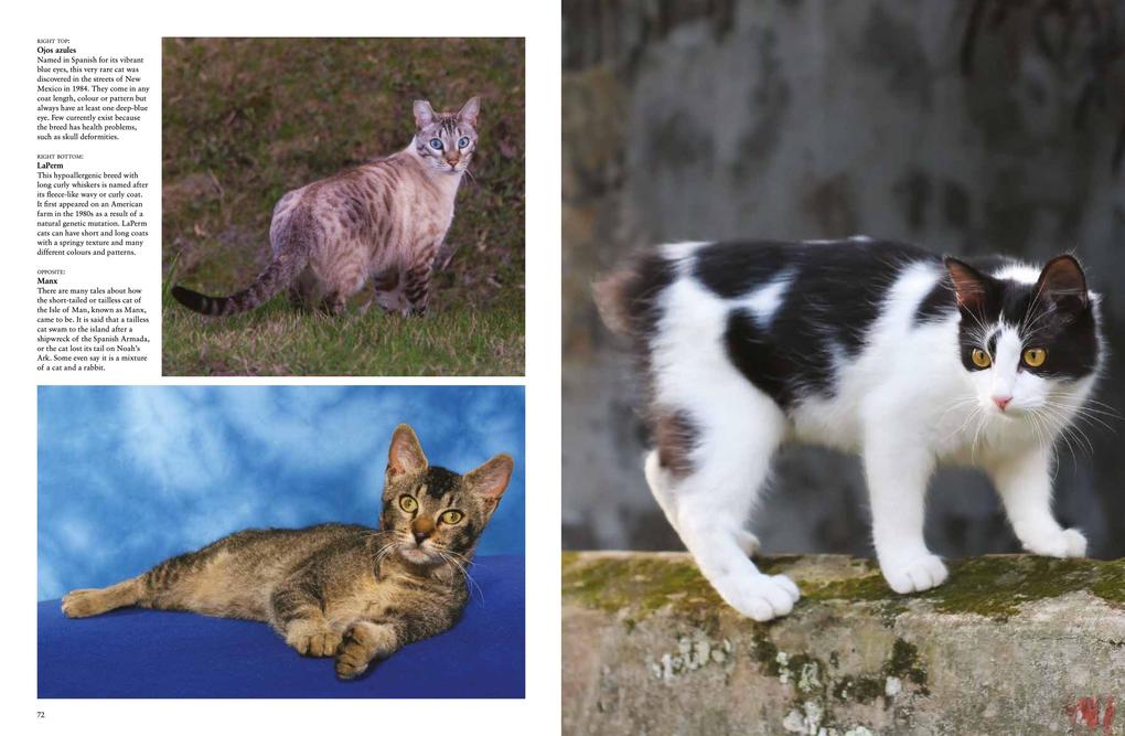 Weitere Ansicht: Cats | Julianna Photopoulos