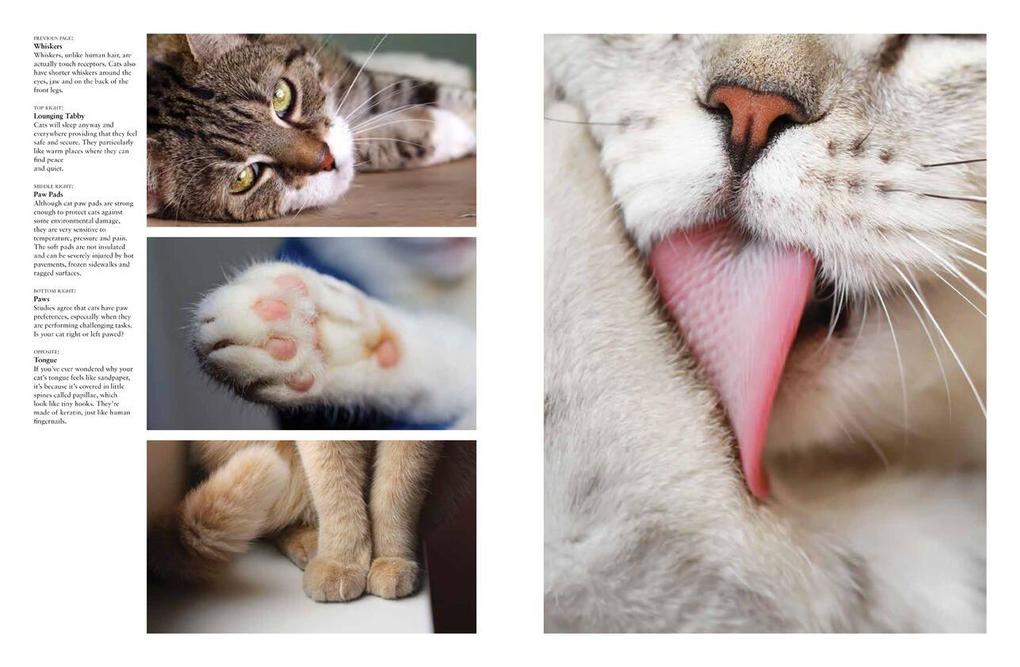 Weitere Ansicht: Cats | Julianna Photopoulos