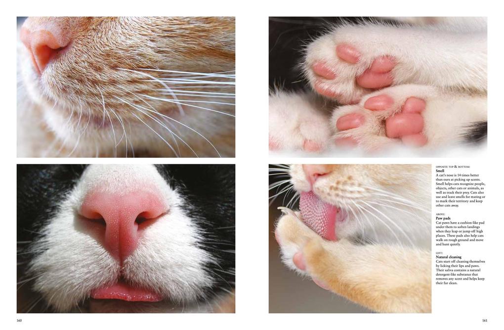 Weitere Ansicht: Cats | Julianna Photopoulos