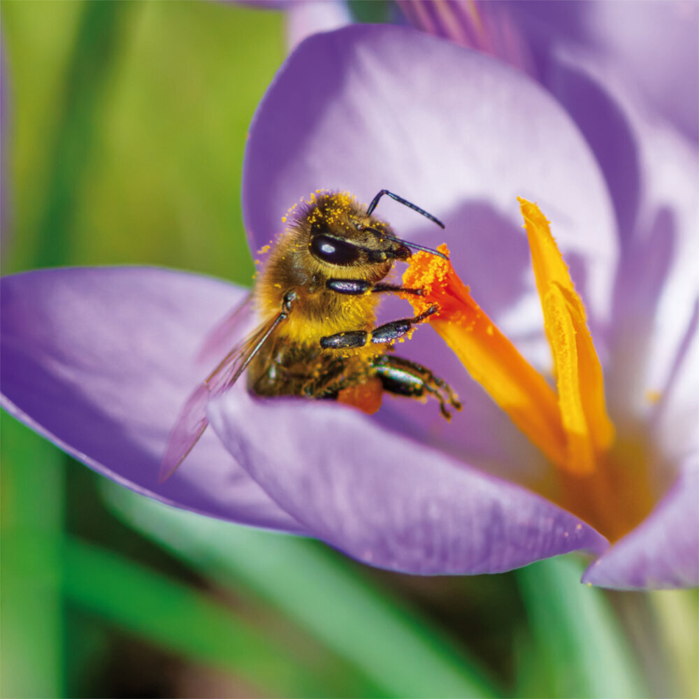 Weitere Ansicht: Bienen 2023