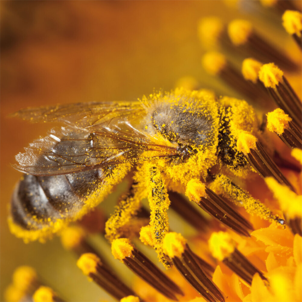 Weitere Ansicht: Bienen 2023
