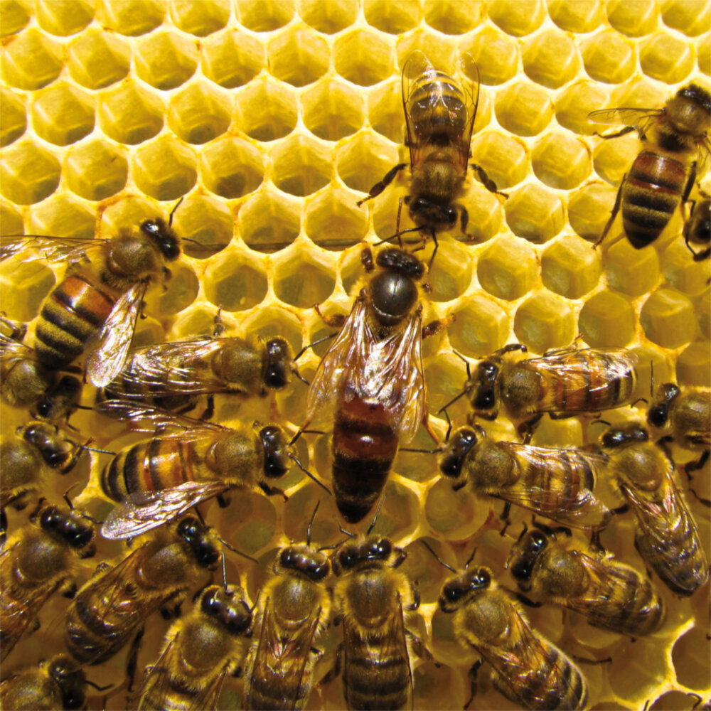 Weitere Ansicht: Bienen 2023
