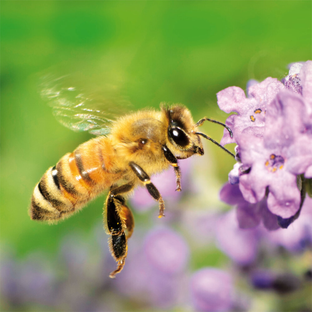 Weitere Ansicht: Bienen 2023