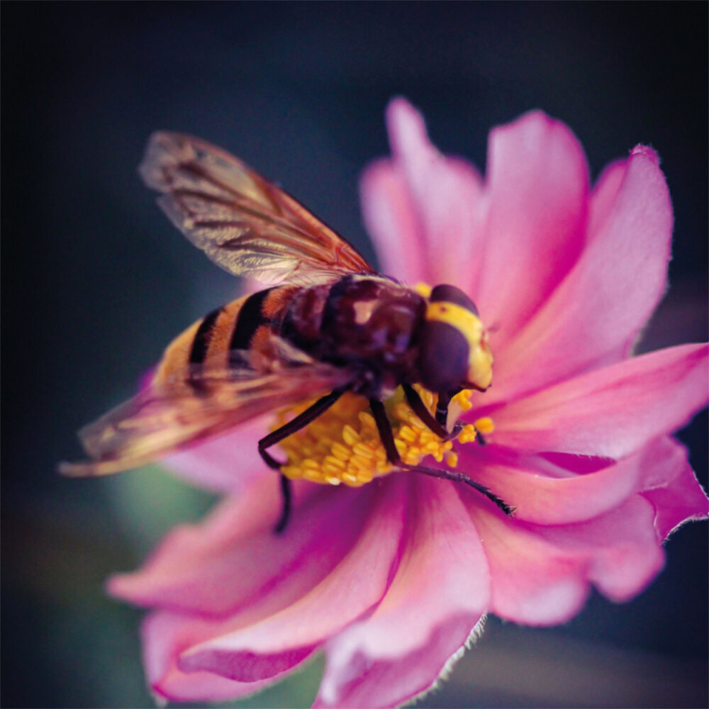 Weitere Ansicht: Bienen 2023