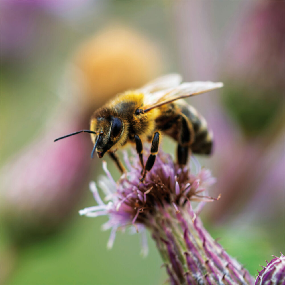 Weitere Ansicht: Bienen 2023