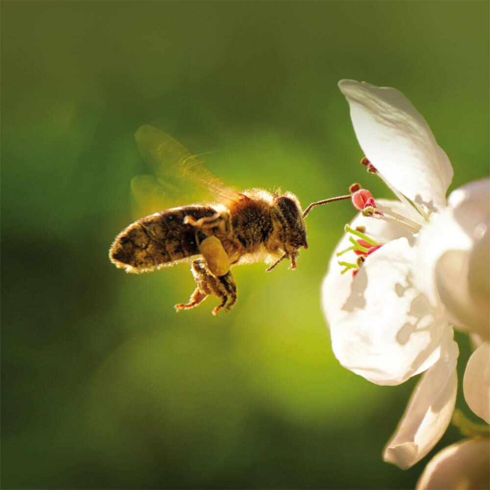 Weitere Ansicht: Bienen 2023