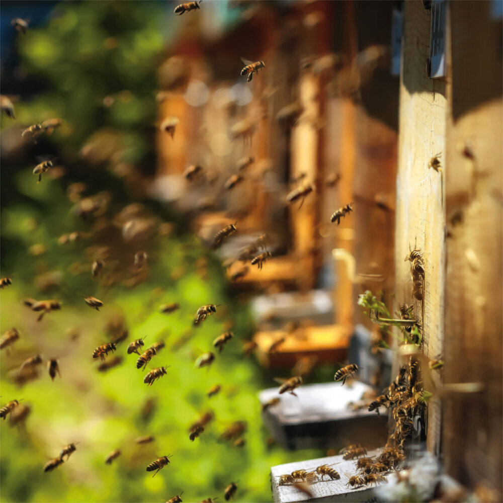 Weitere Ansicht: Bienen 2023