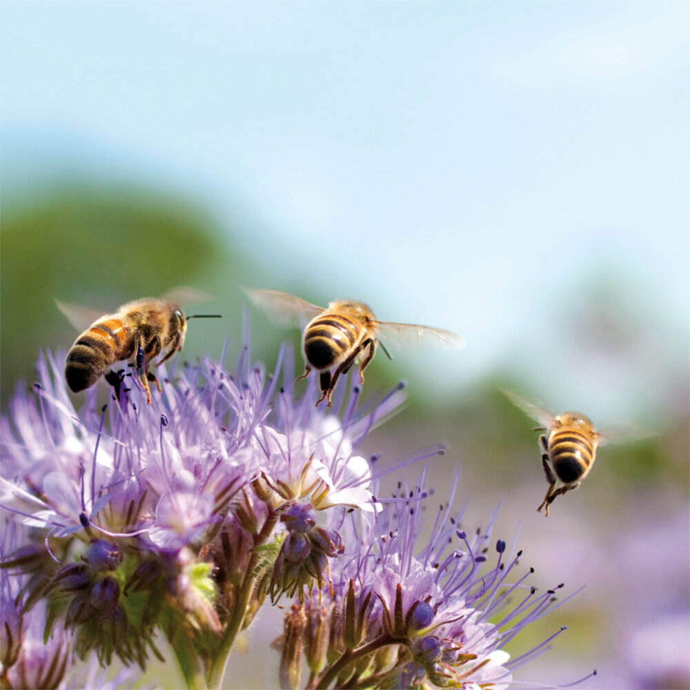 Weitere Ansicht: Bienen 2023