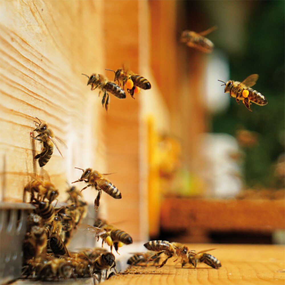 Weitere Ansicht: Bienen 2023