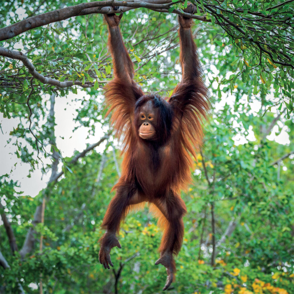Weitere Ansicht: Rainforest Alive 2023