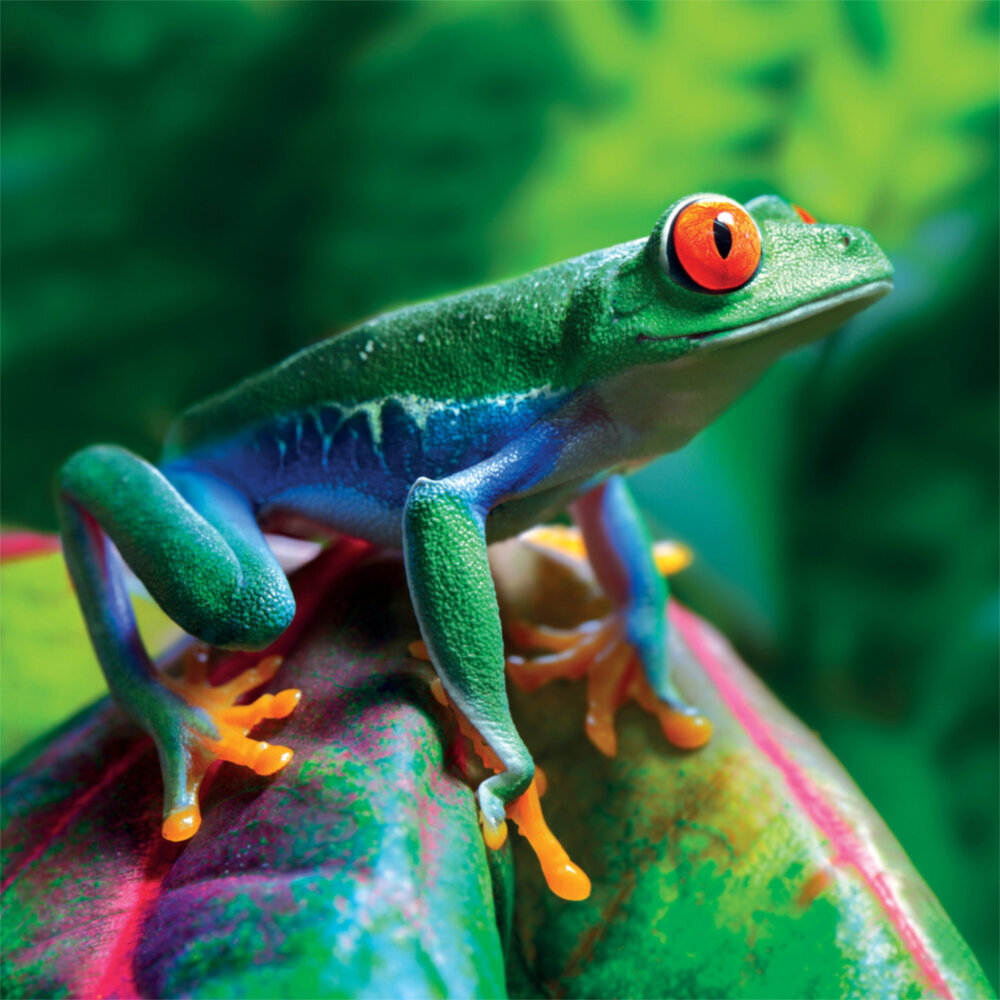 Weitere Ansicht: Rainforest Alive 2023