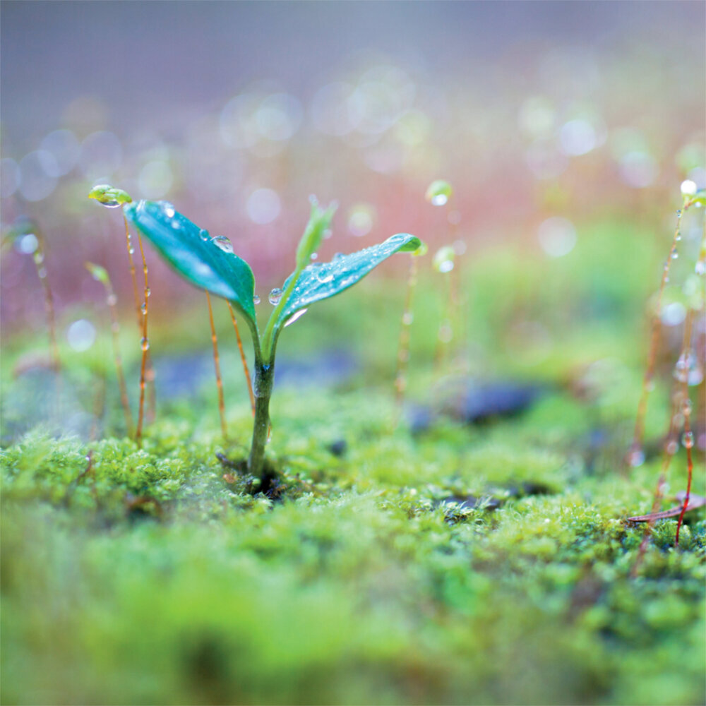 Weitere Ansicht: Rainforest Alive 2023