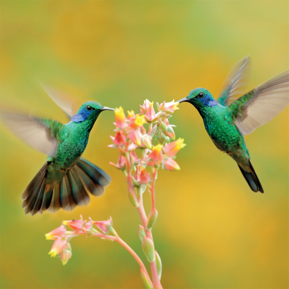 Weitere Ansicht: Rainforest Alive 2023