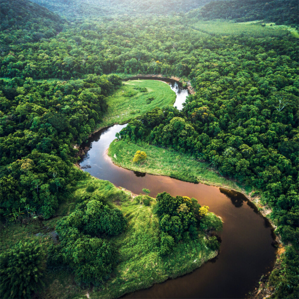 Weitere Ansicht: Rainforest Alive 2023