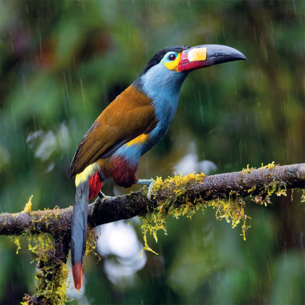 Weitere Ansicht: Rainforest Alive 2023