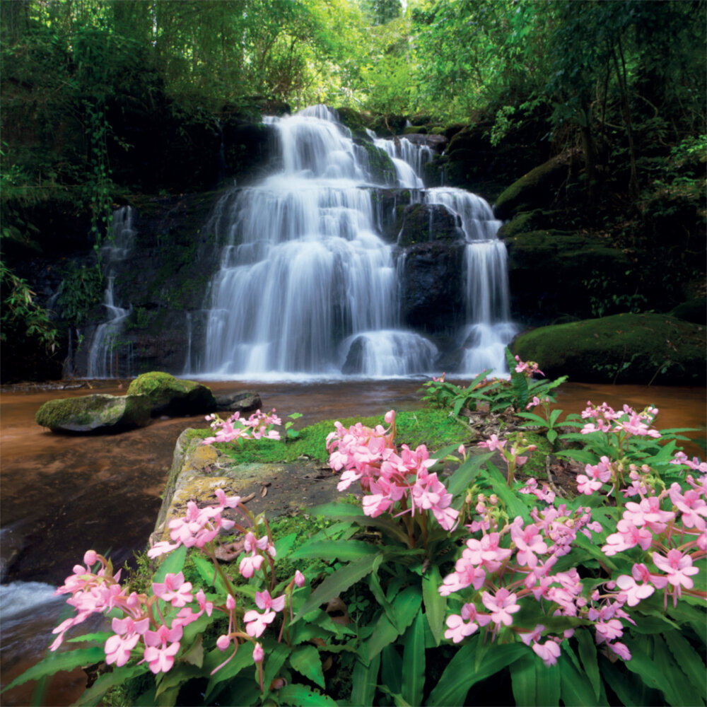 Weitere Ansicht: Rainforest Alive 2023