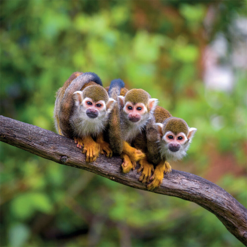Weitere Ansicht: Rainforest Alive 2023