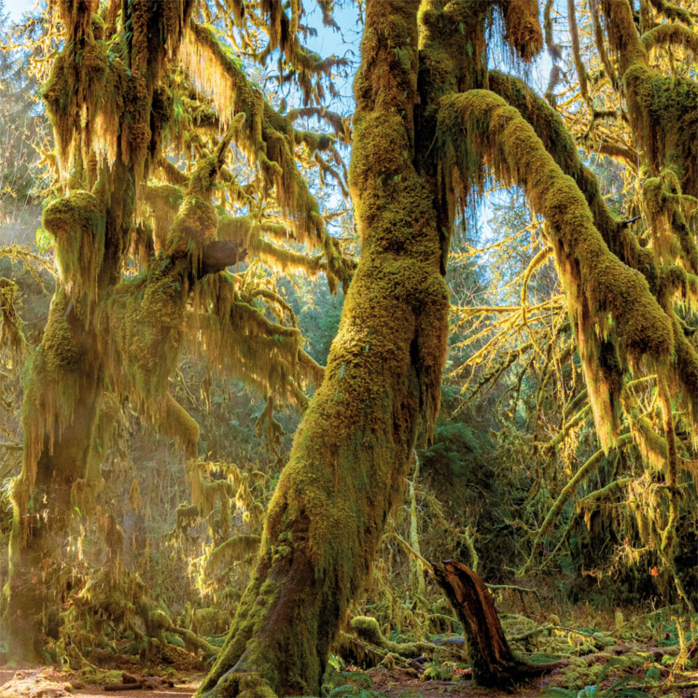Weitere Ansicht: Rainforest Alive 2023