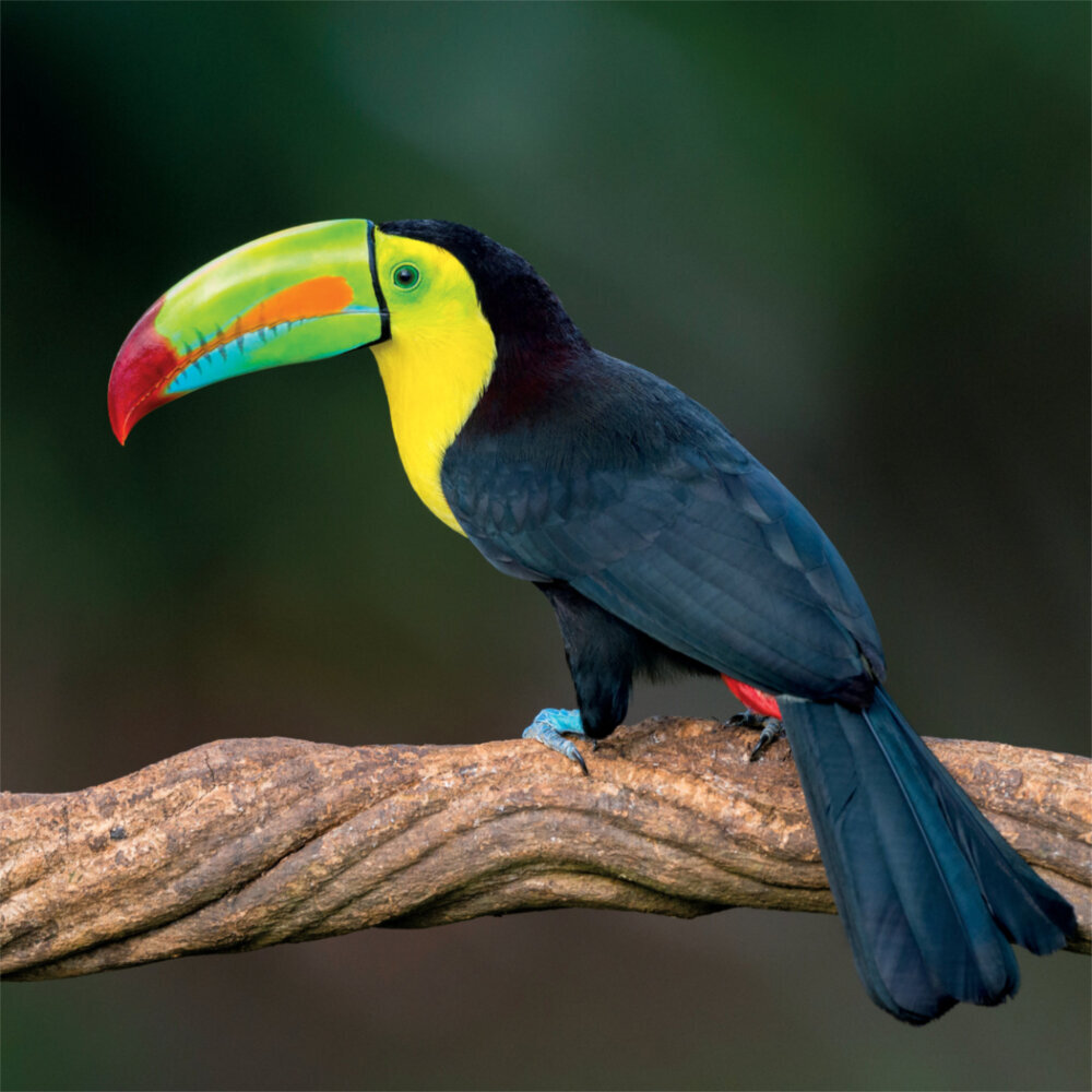 Weitere Ansicht: Rainforest Alive 2023